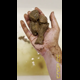 Emi scoops her soft poop out of the shower water with her bare hands, squishing it between her fingers and dumping it in the toilet. Vertical format video. Over 3 minutes.